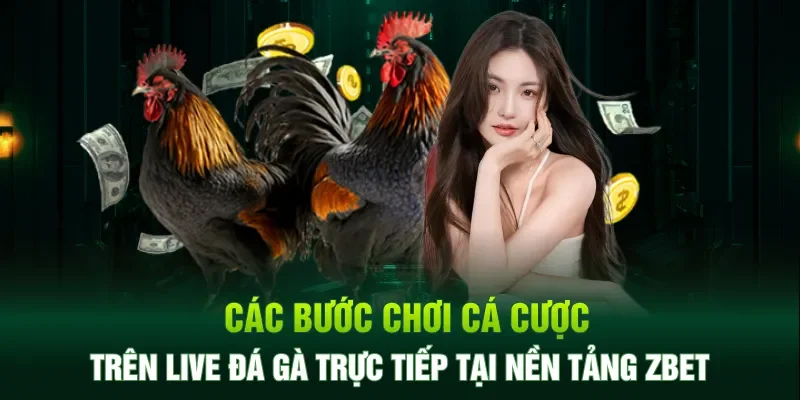 Các bước chơi cá cược trên live đá gà trực tiếp tại ZBET
