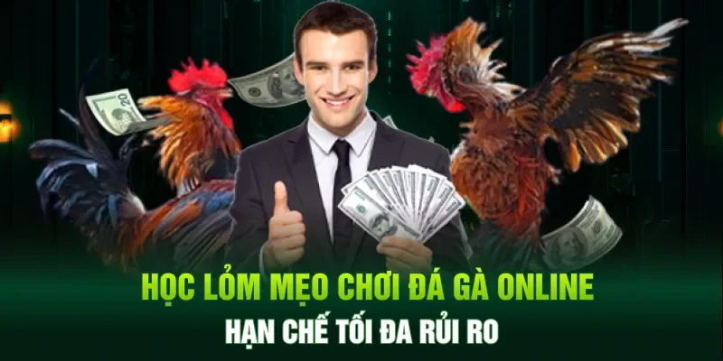 Học lỏm mẹo chơi đá gà online hạn chế tối đa rủi ro