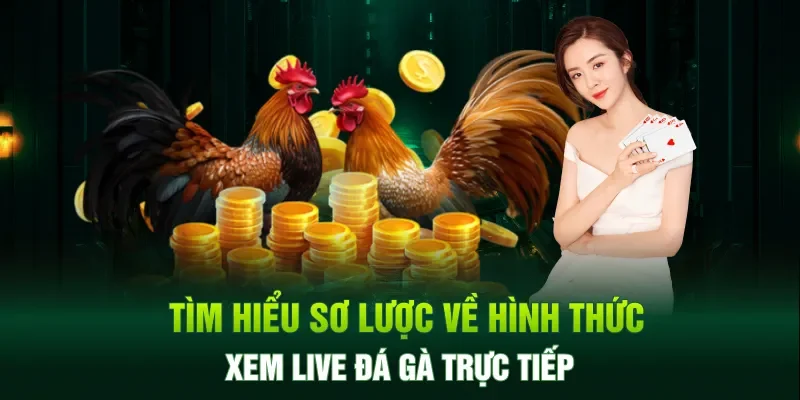 Tìm hiểu sơ lược về hình thức xem live đá gà trực tiếp